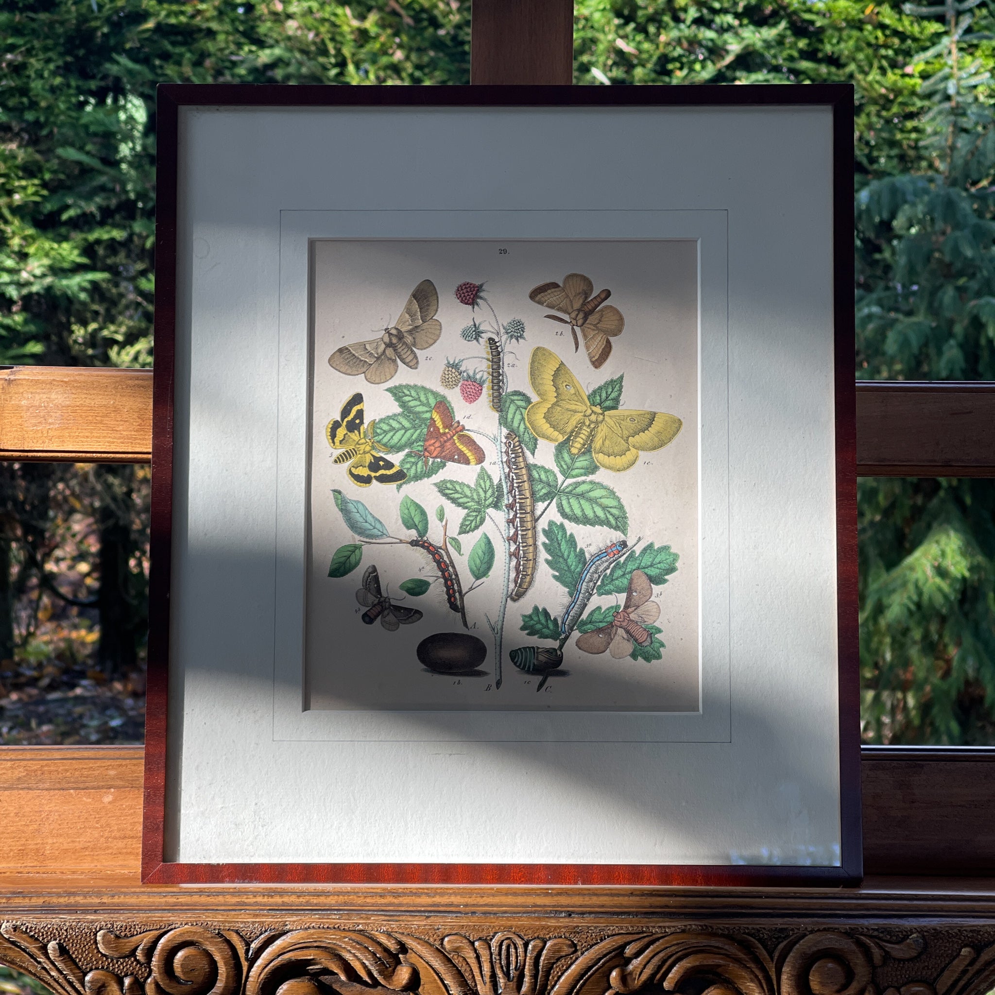 Ingelijste litho, rupsen en vlinders (1870) - The Collectionist