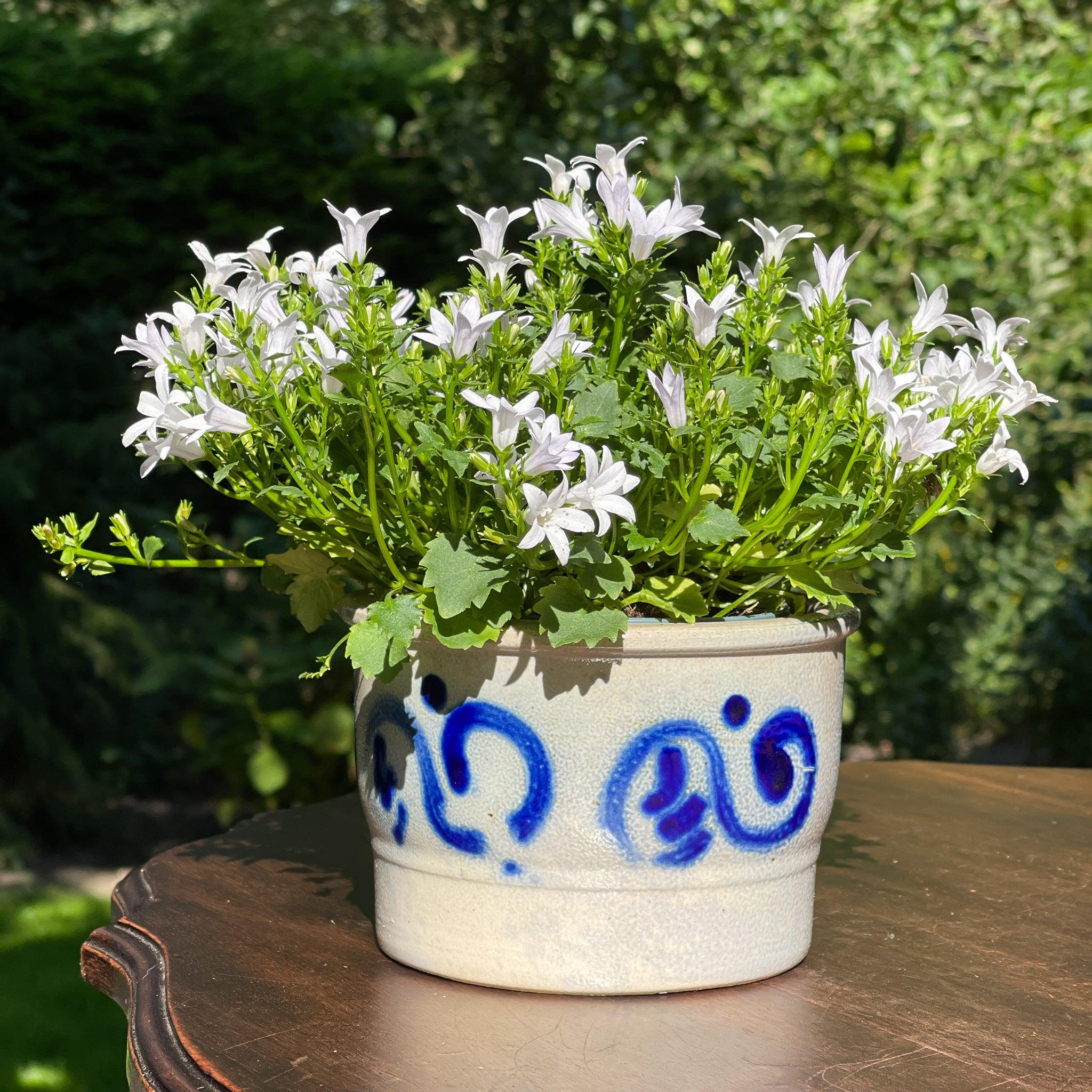 Keulse aardewerk pot / bloempot - The Collectionist