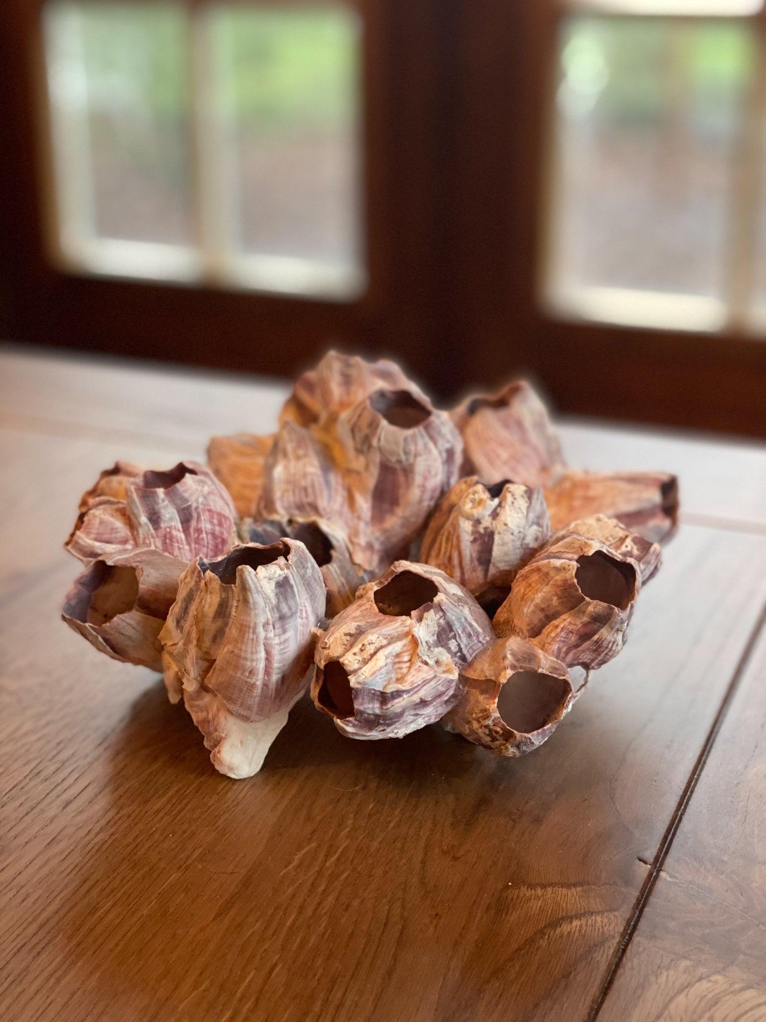 Zeepokken - The Collectionist