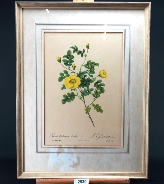 Oude druk Rosa Eglanteria Luteola