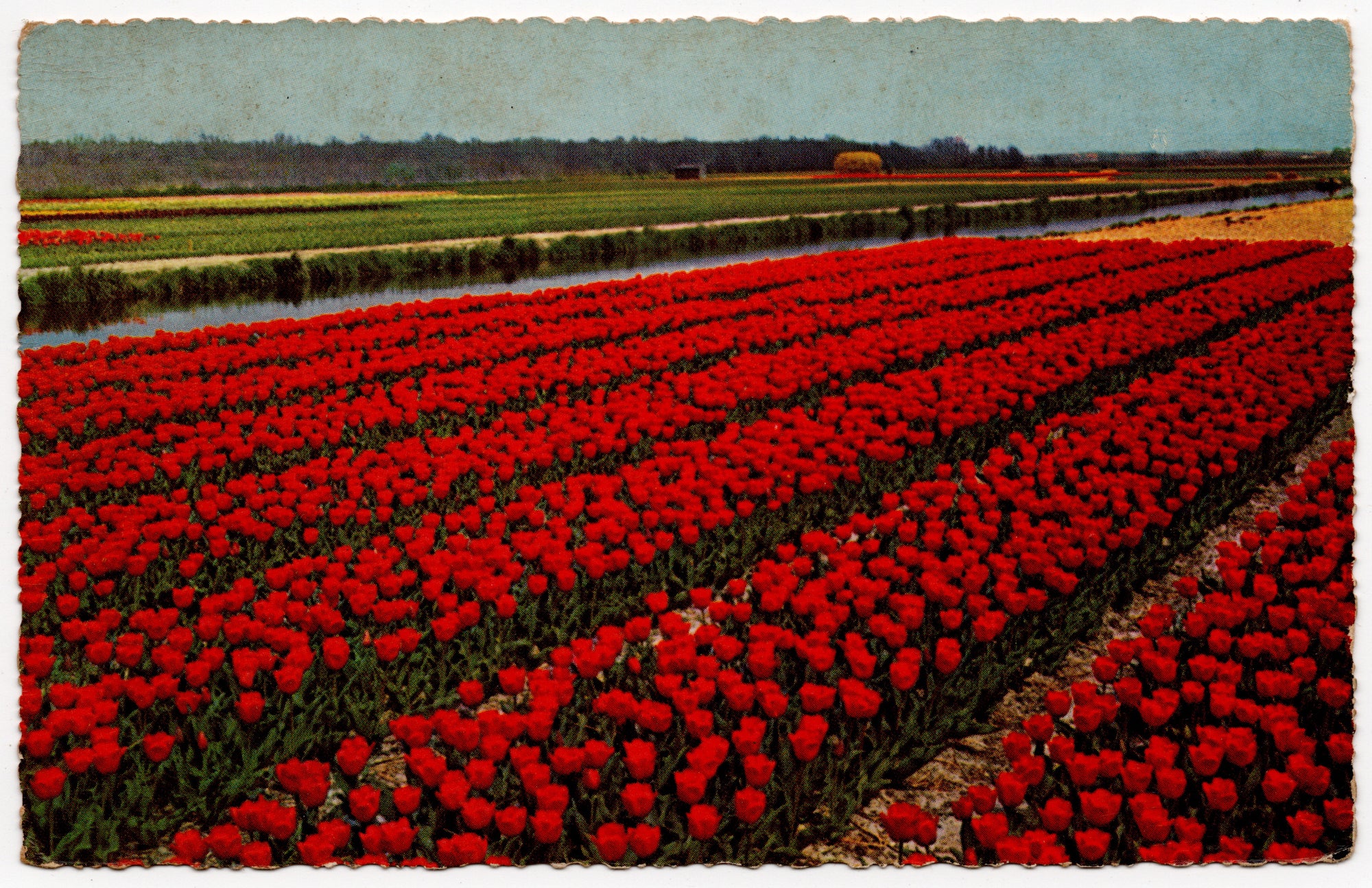 Nederlandse ansichtkaart jaren vijftig of zestig, kleurenfoto vuurrode tulpenvelden in de Bollenstreek met smalle sloot en horizon, gedrukt in Duitsland