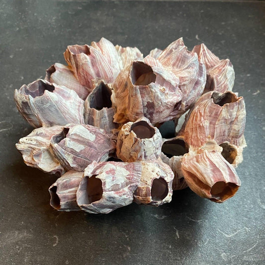 Zeepokken - Bamestra Curiosa