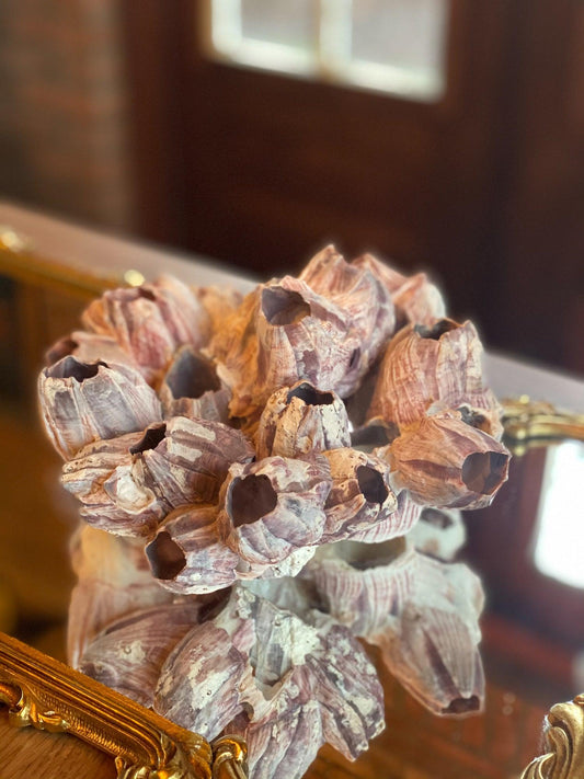 Zeepokken - Bamestra Curiosa