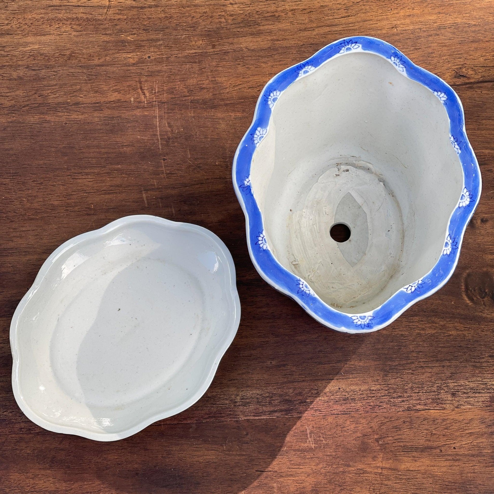 Bloempot met schaal - Bamestra Curiosa