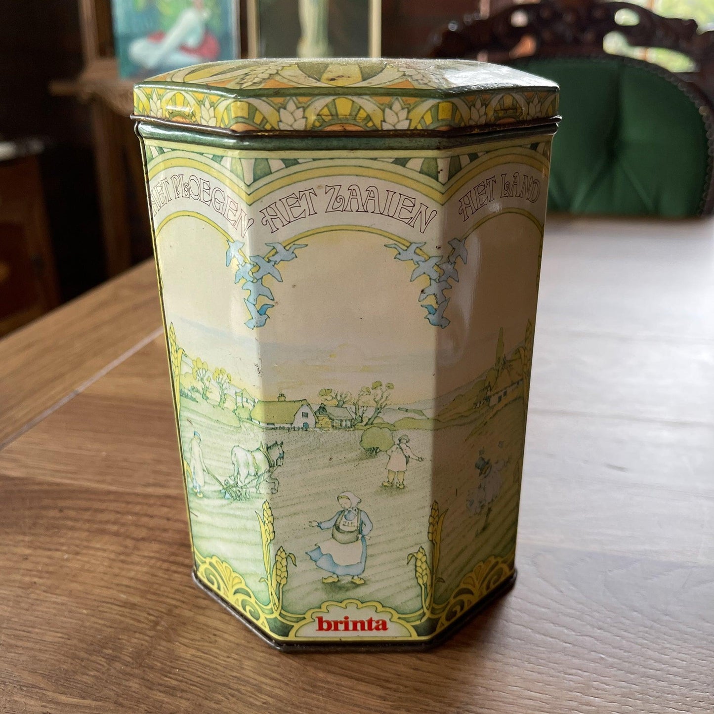 Brinta blik - Bamestra Curiosa