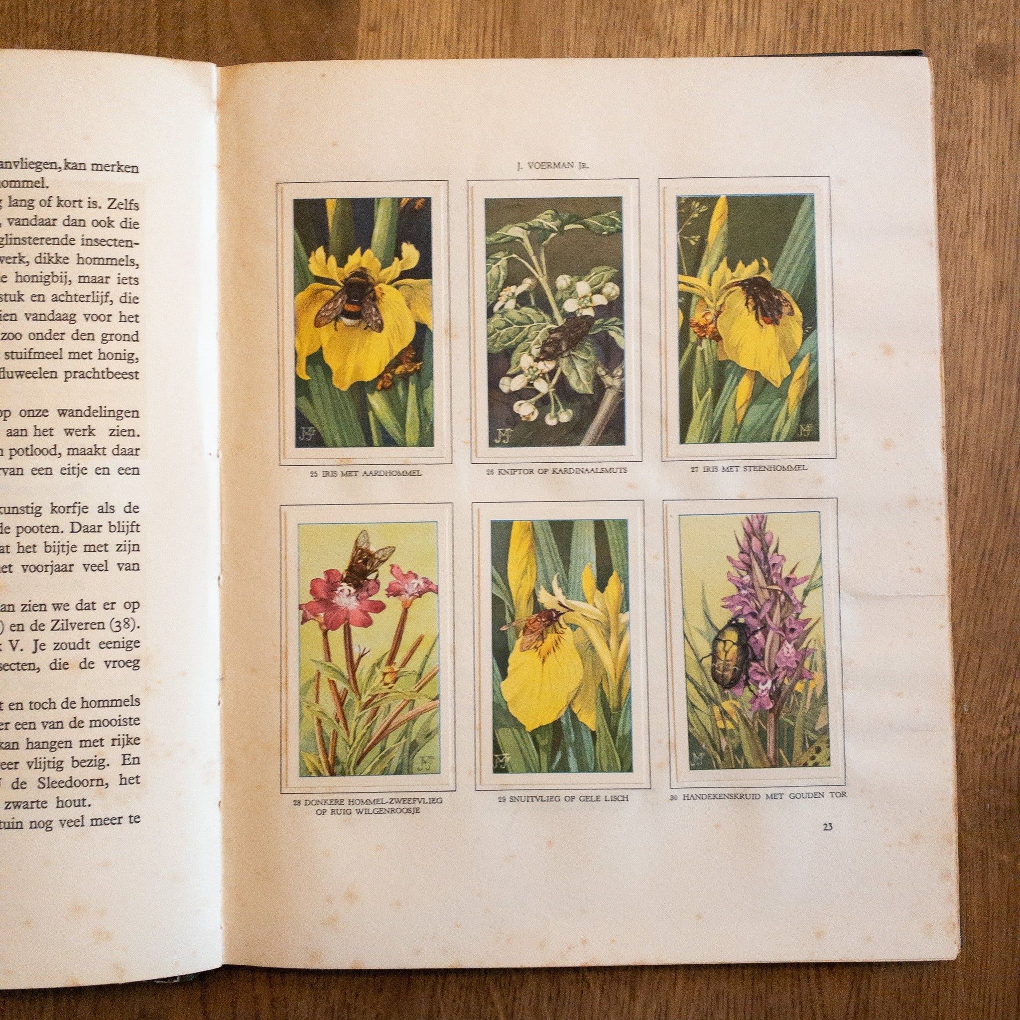 De Bloemen En Haar Vrienden - The Collectionist