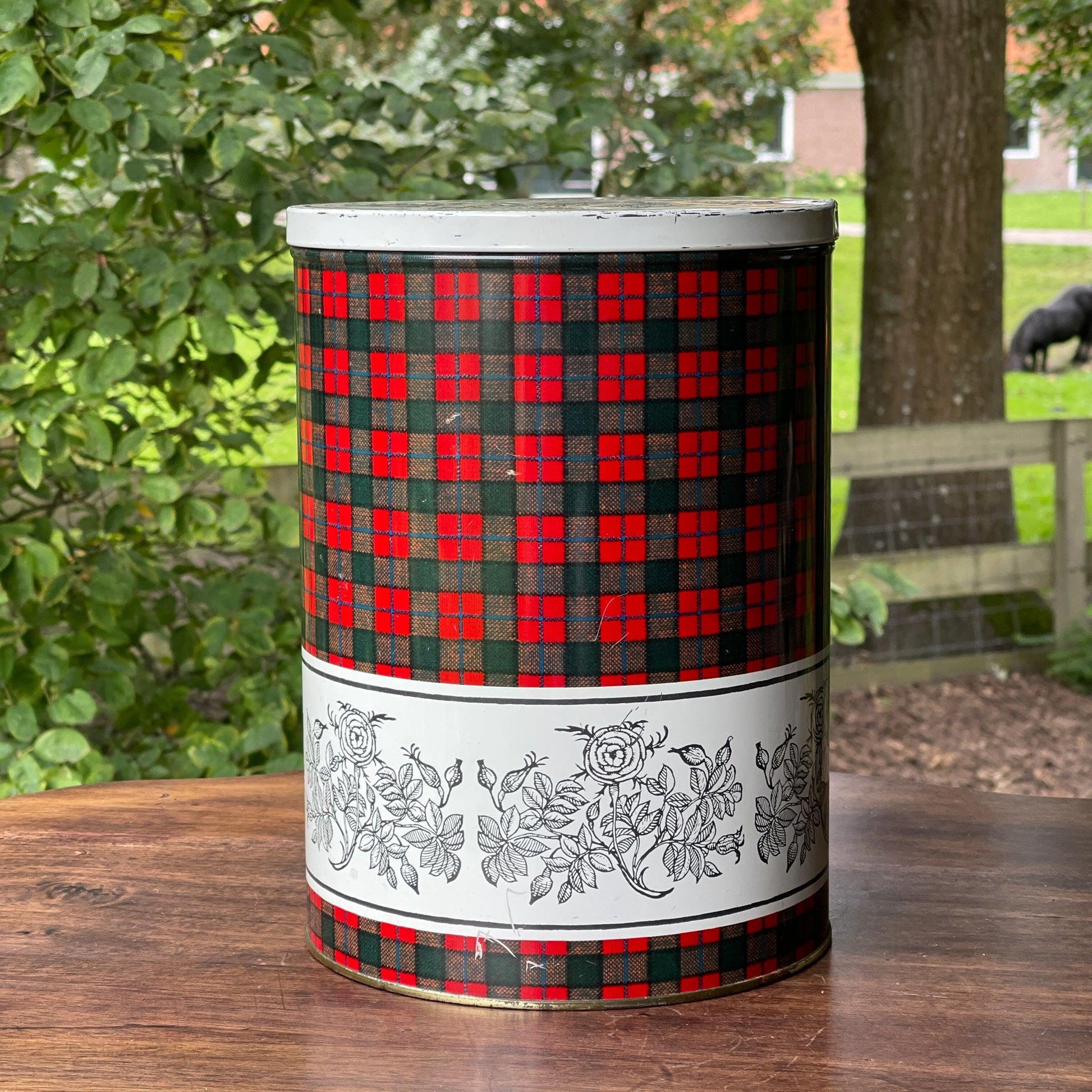 Groot rond blik van Tomado - Bamestra Curiosa