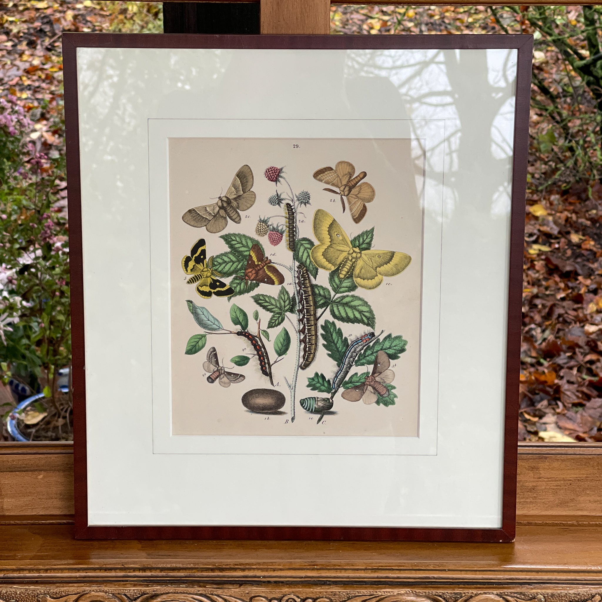 Ingelijste litho, rupsen en vlinders (1870) - The Collectionist