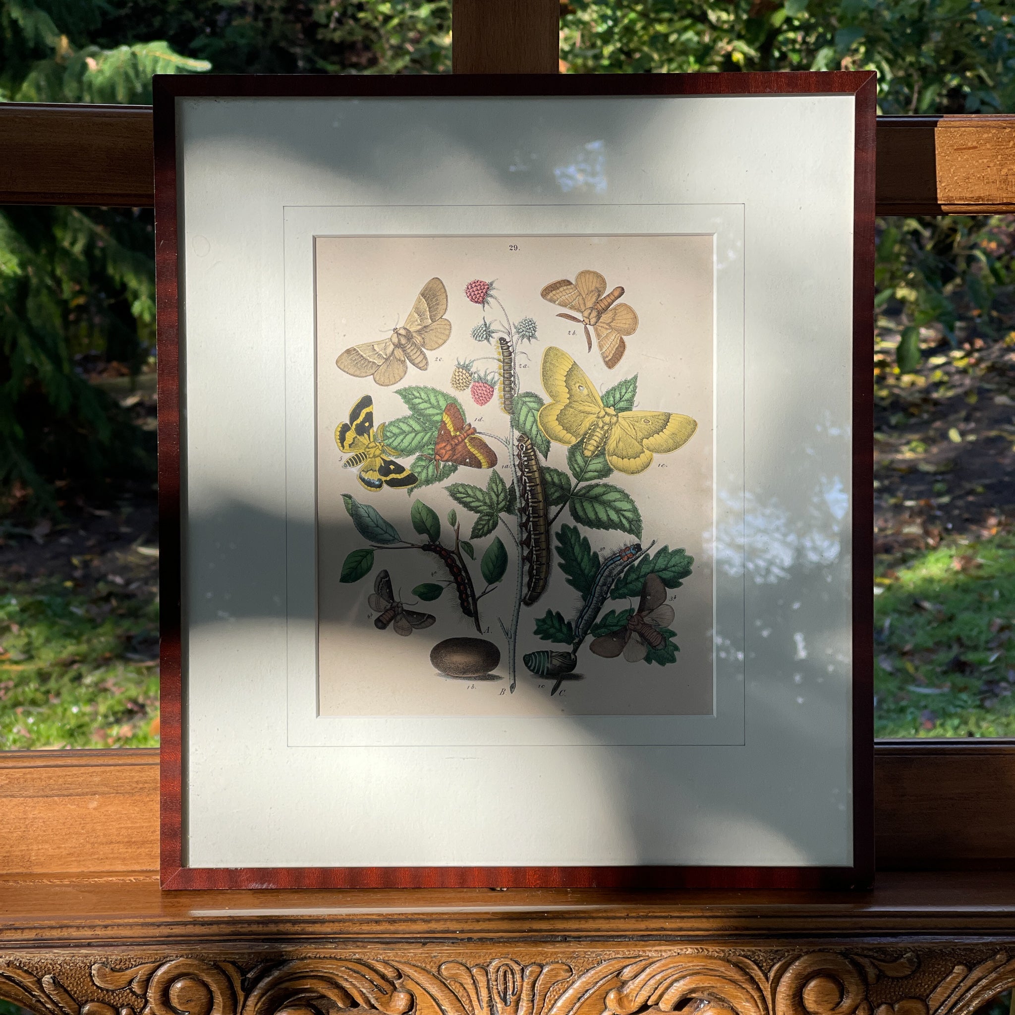 Ingelijste litho, rupsen en vlinders (1870) - The Collectionist