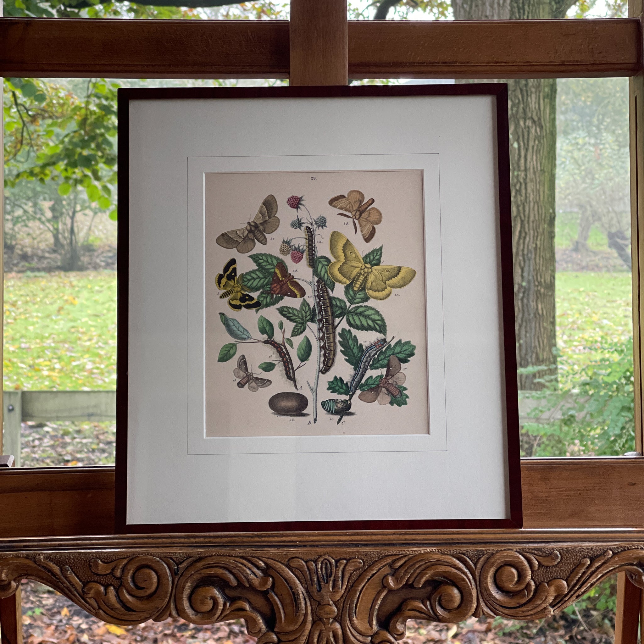 Ingelijste litho, rupsen en vlinders (1870) - The Collectionist