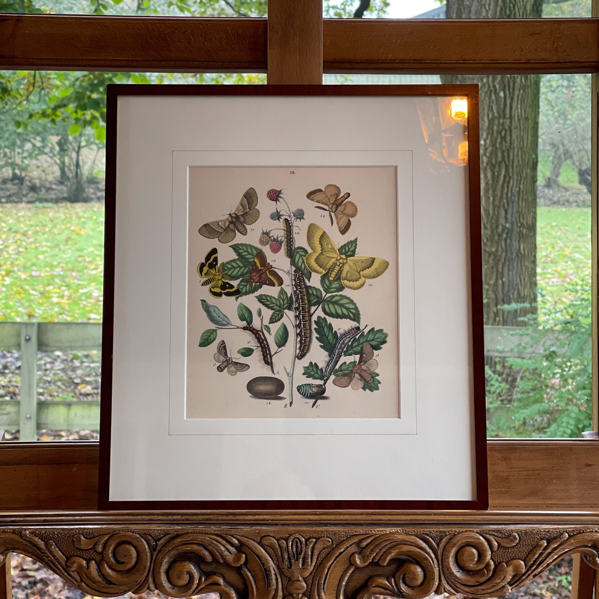 Ingelijste litho, rupsen en vlinders (1870) - The Collectionist