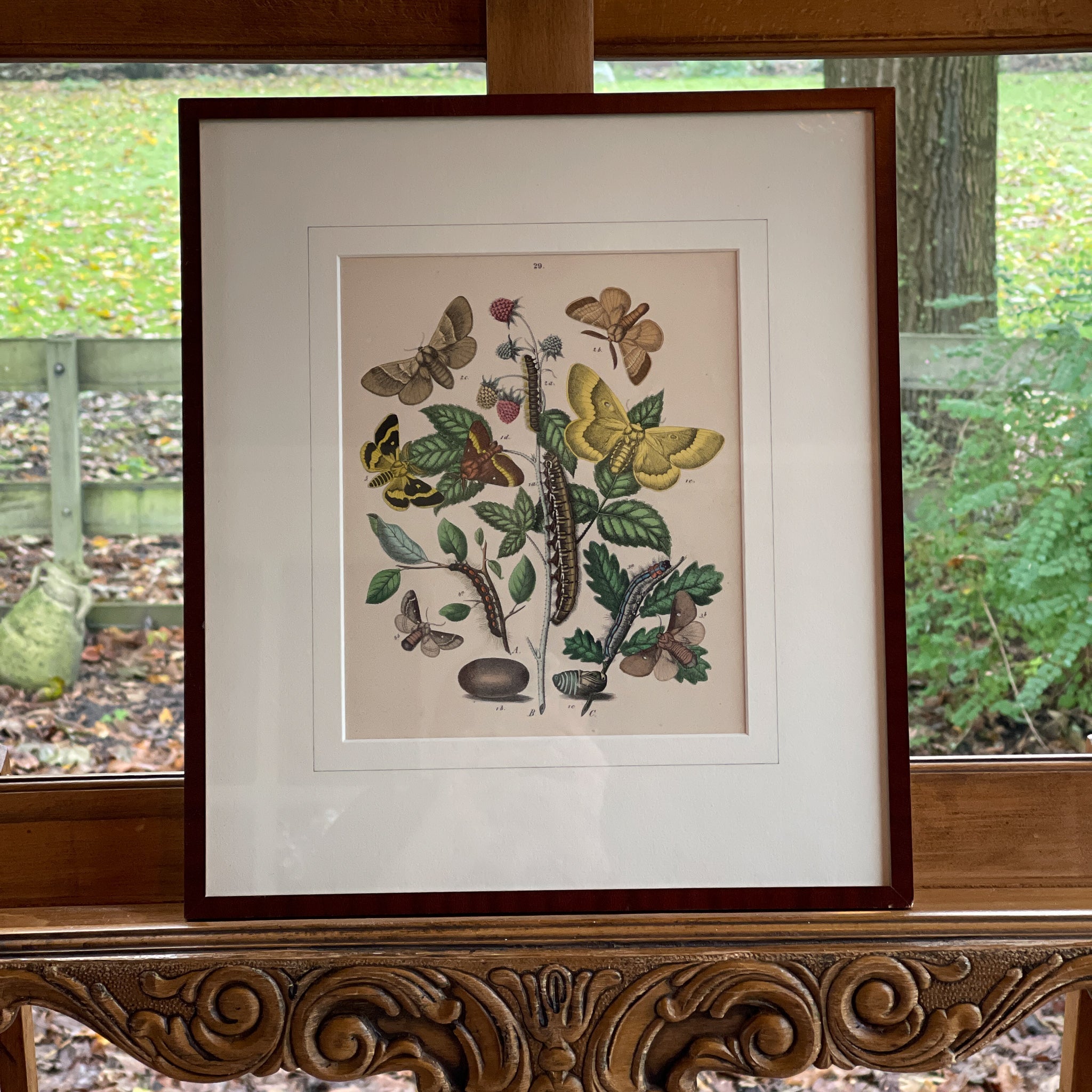 Ingelijste litho, rupsen en vlinders (1870) - The Collectionist