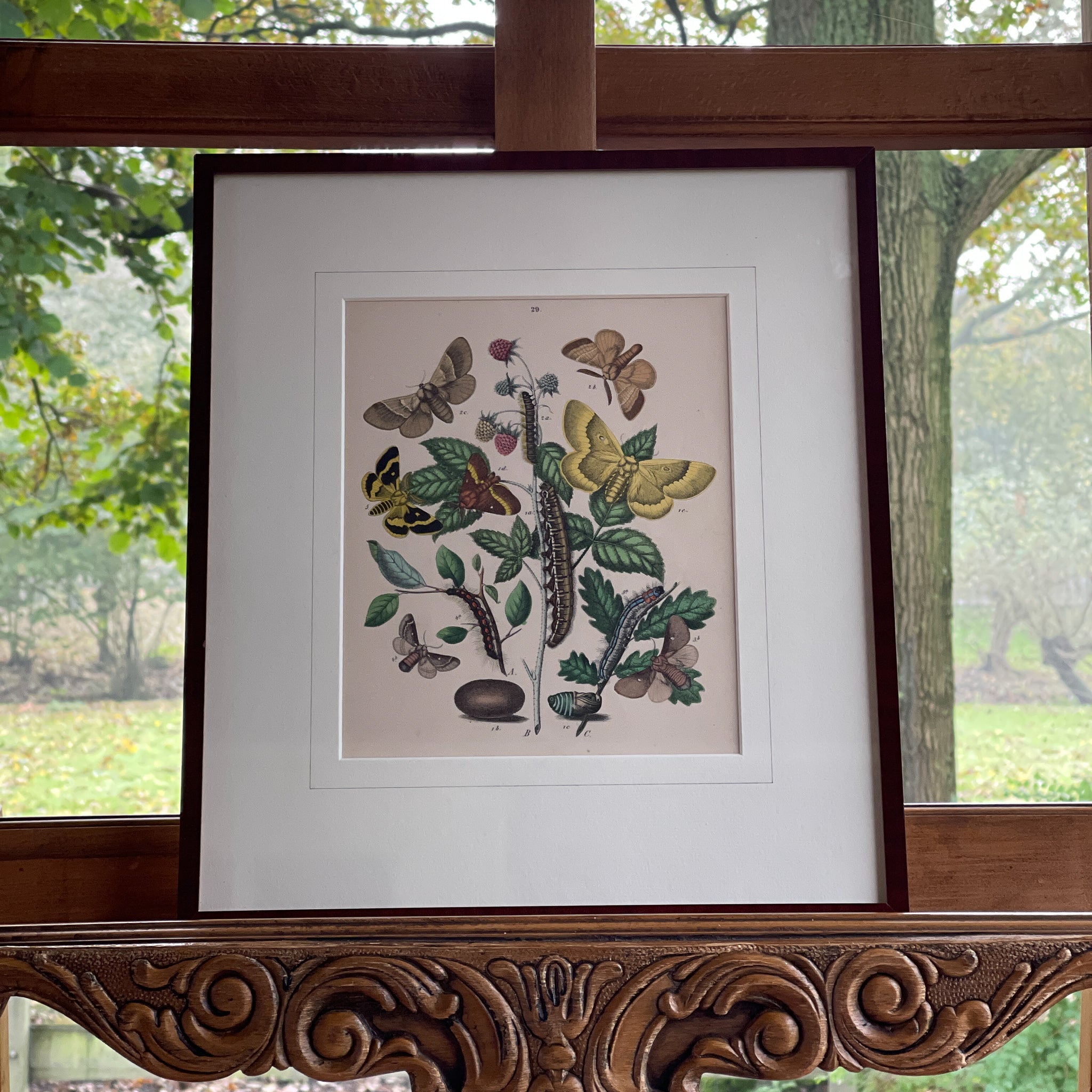 Ingelijste litho, rupsen en vlinders (1870) - The Collectionist