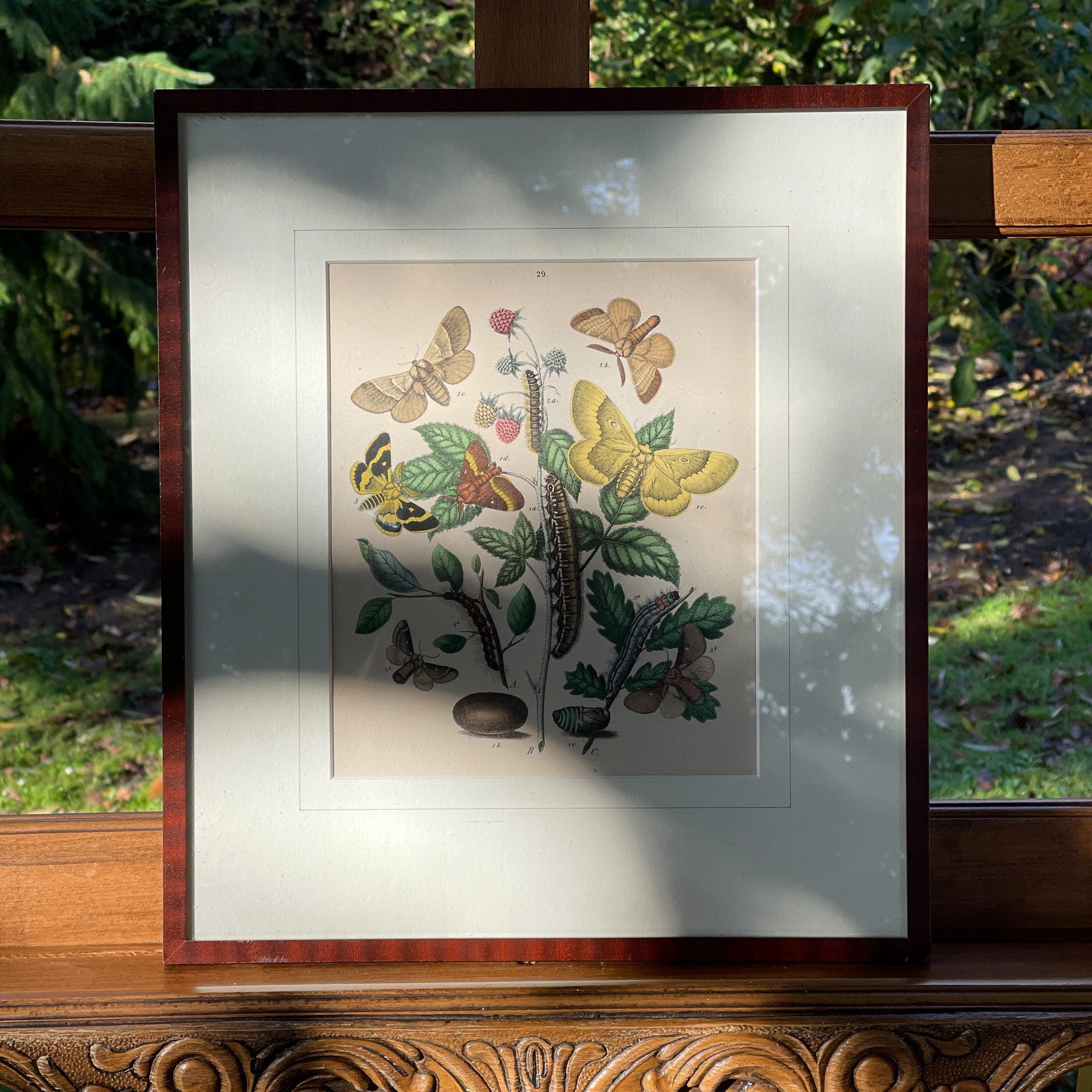 Ingelijste litho, rupsen en vlinders (1870) - The Collectionist