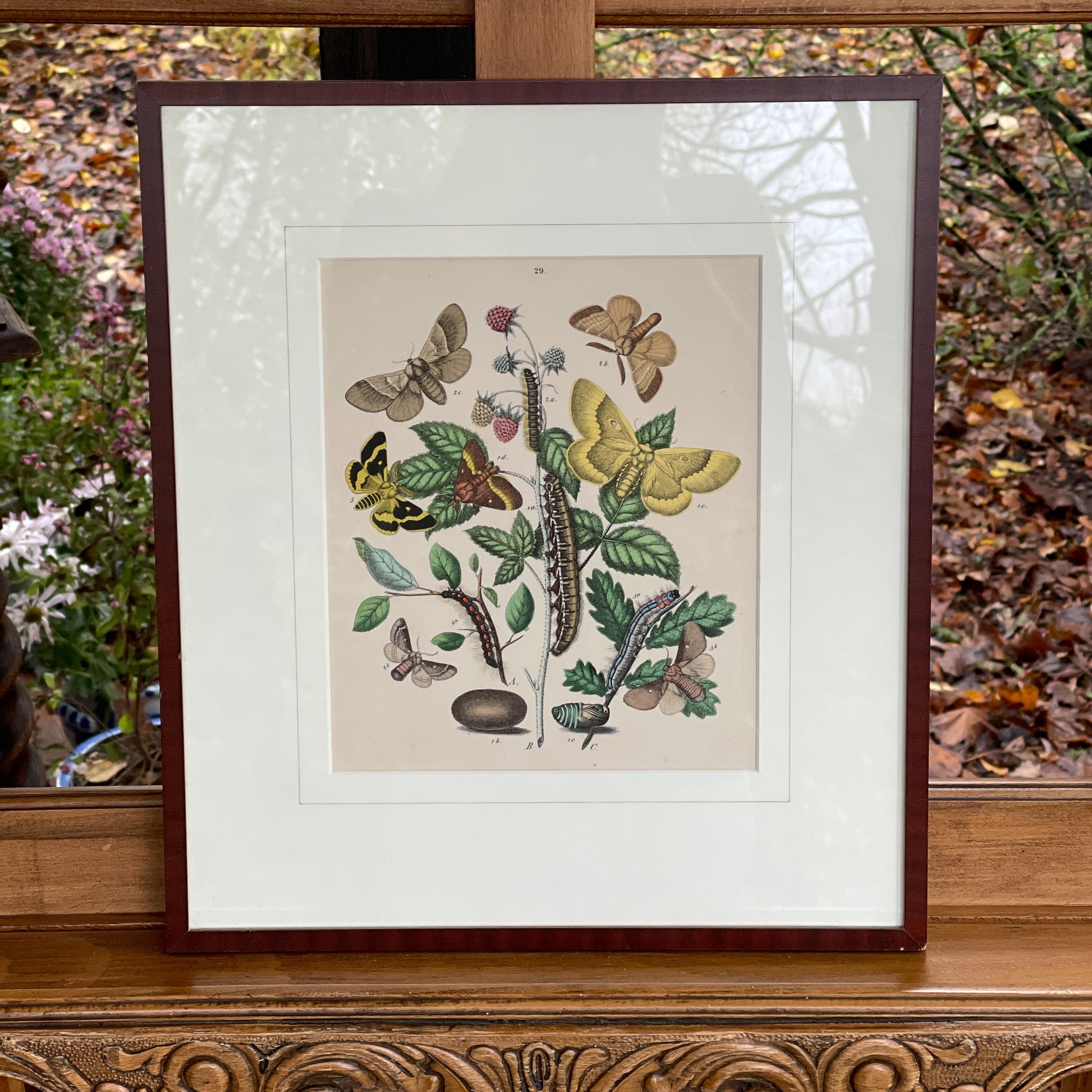 Ingelijste litho, rupsen en vlinders (1870) - The Collectionist