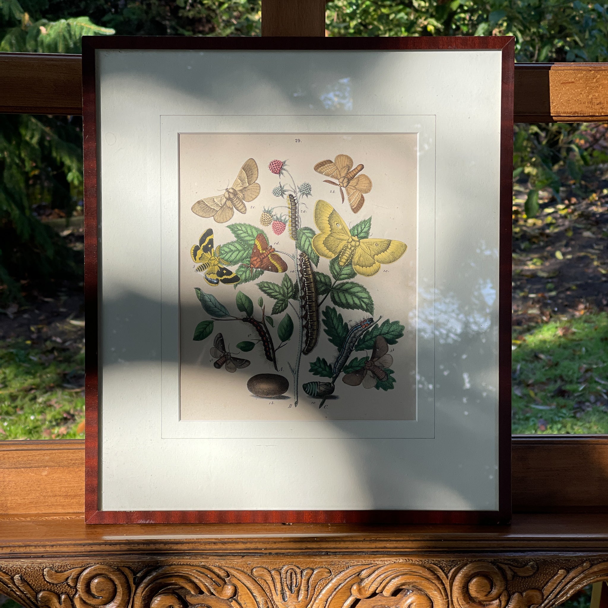 Ingelijste litho, rupsen en vlinders (1870) - The Collectionist