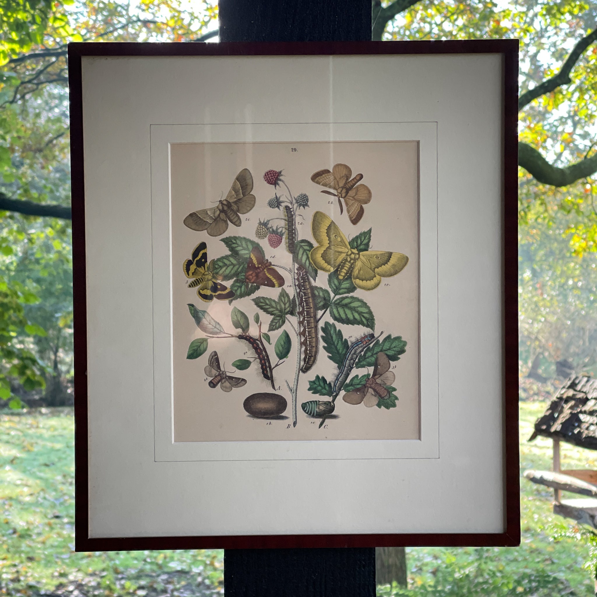 Ingelijste litho, rupsen en vlinders (1870) - The Collectionist