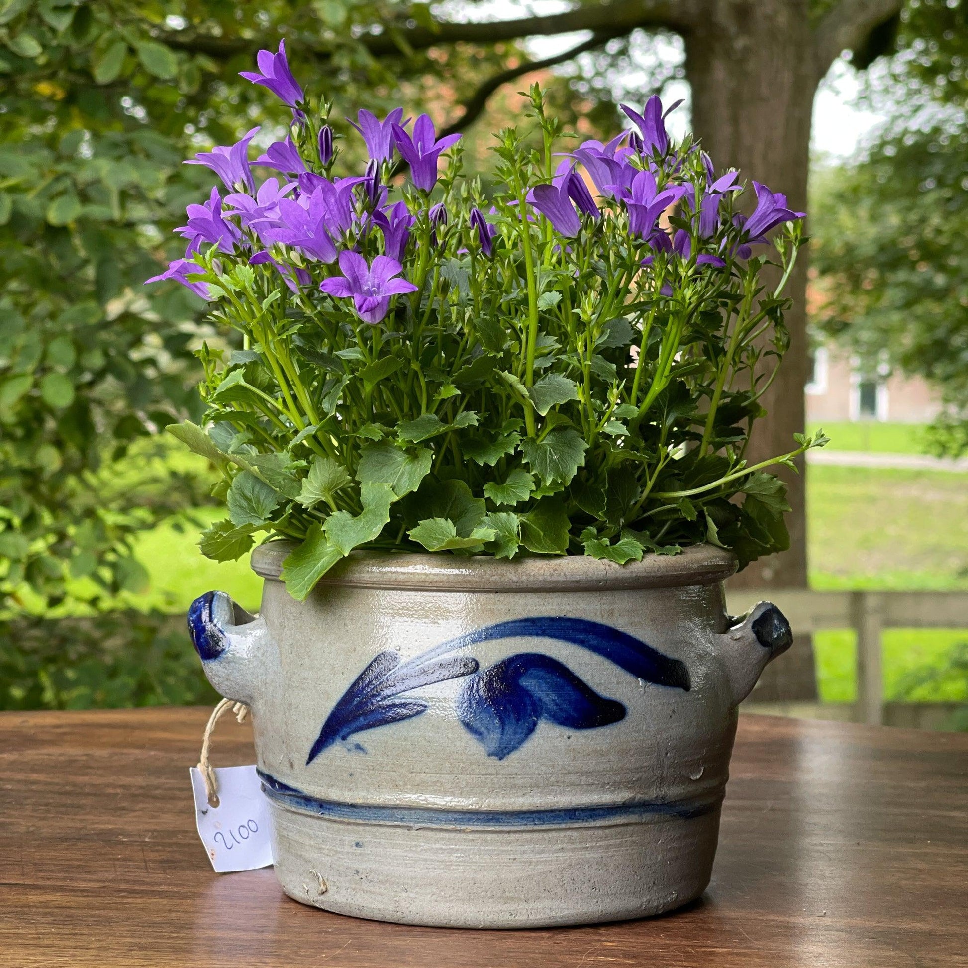 Keuls aardewerk pot - Bamestra Curiosa