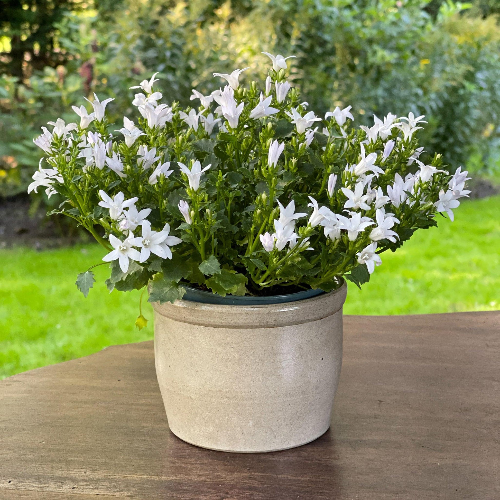 Keulse aardewerk pot / bloempot - Bamestra Curiosa