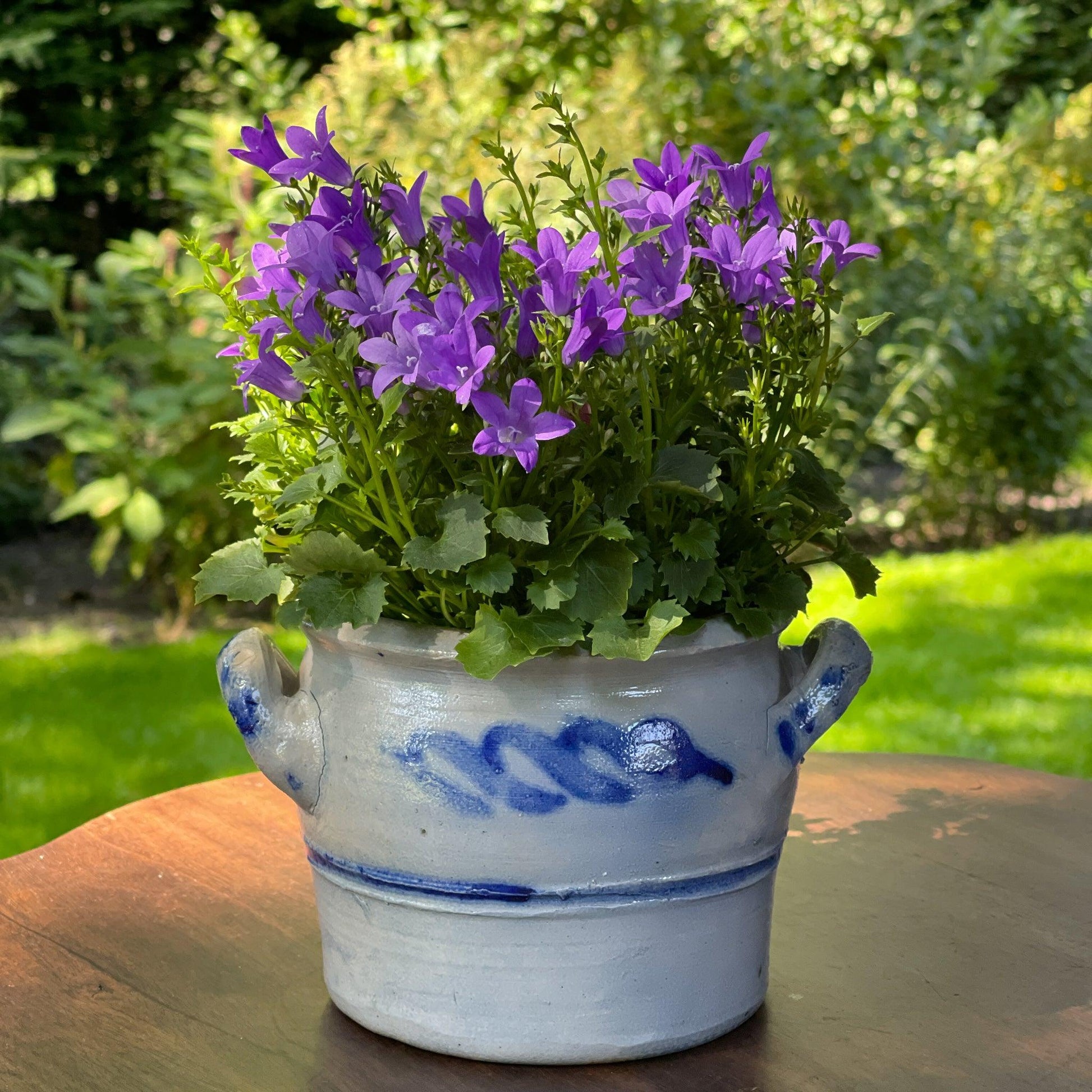 Keulse aardewerk pot / bloempot - Bamestra Curiosa