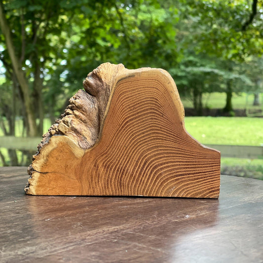 Presse papier boomstam - Bamestra Curiosa